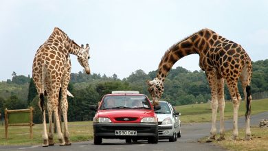 gaziantep-safari-park2