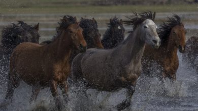 خيول تركية