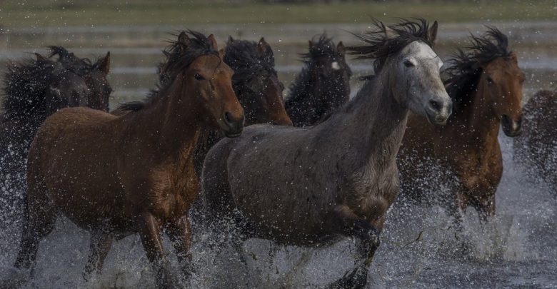 خيول تركية