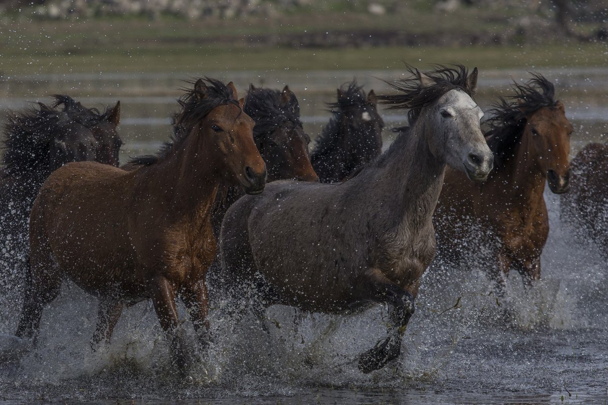 خيول تركية