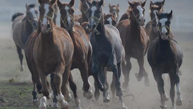 خيول عربية أصيلة في تركيا