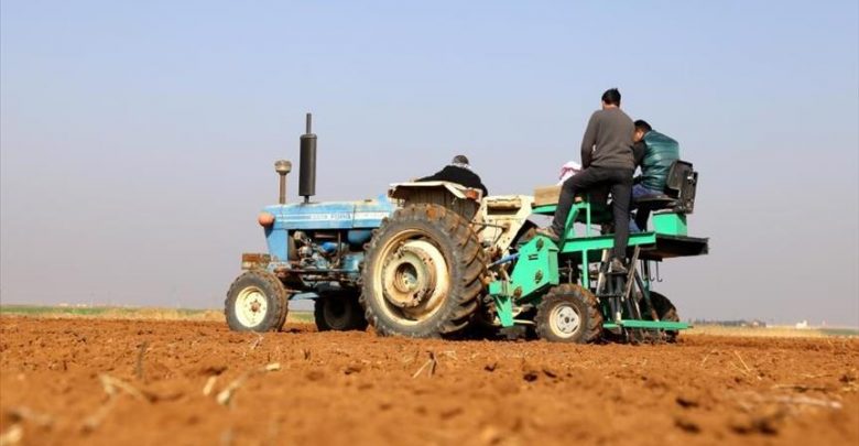 زراعة قمح سوري في تركيا