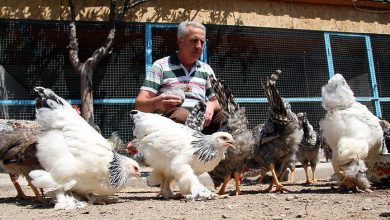 رجل تركي يربي دجاج