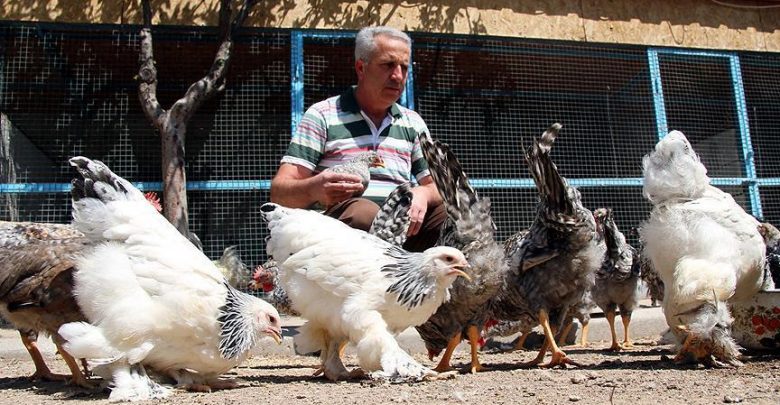 رجل تركي يربي دجاج