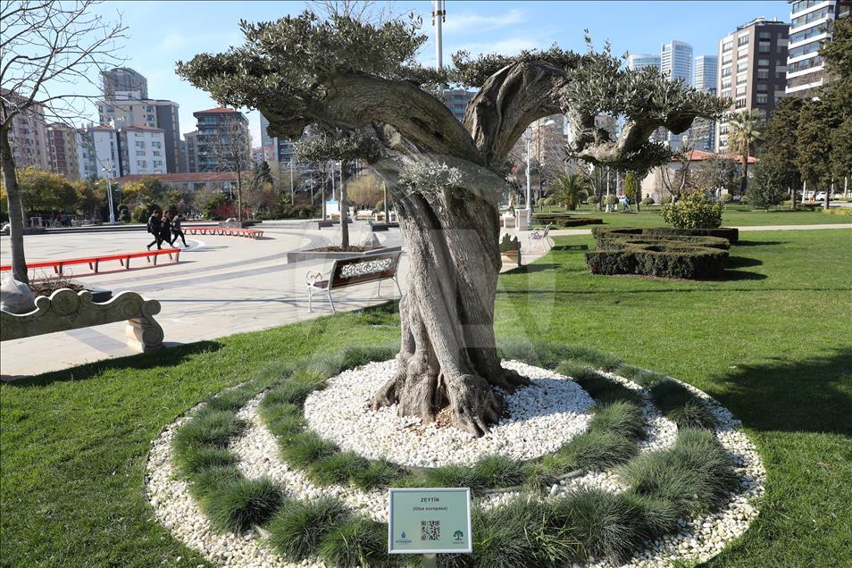 شجرة إسطنبول