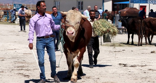 سوق ماشية في تركيا