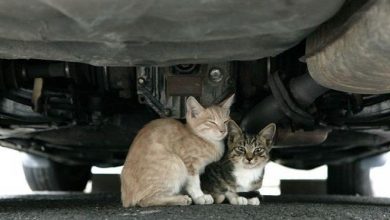 قطط تحت سيارة
