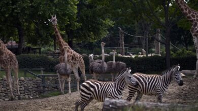 thumbs_b_c_07fbec057e1ae92bc138bee001881cbb